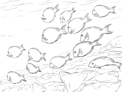 Atlantic Blue Tang Shoal Coloring Page